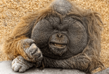 Fat Monkey Net Worth