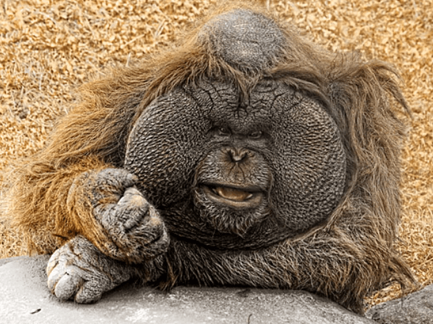 Fat Monkey Net Worth