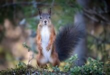 suspicious contact numbers alert