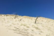 explore instagram with picuki